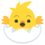 hatching chick