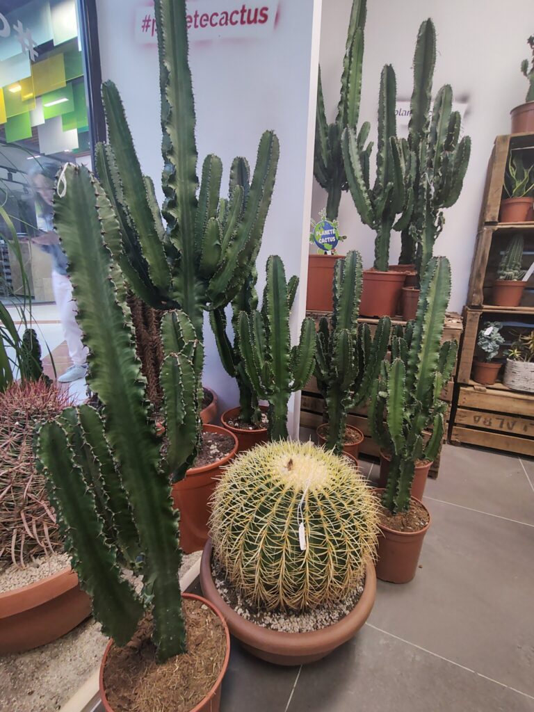 Logo de PLANETE CACTUS